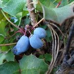 Berberis alpina fruit picture by Fabien Anthelme (cc-by-sa)