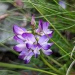 Astragalus alpinus flower picture by manuseitz (cc-by-sa)