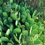 Opuntia megapotamica habit picture by Trap Hers (cc-by-sa)