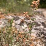 Thymus vulgaris fruit picture by patrick Heuret (cc-by-sa)