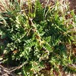 Erodium acaule habit picture by francois tissot (cc-by-sa)