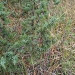 Juniperus communis habit picture by Jean-Marie Frenoux (cc-by-sa)