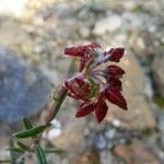 Rumex bucephalophorus flower picture by Antonio Rey (cc-by-sa)