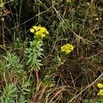 Euphorbia nicaeensis habit picture by Paul FRANCK (cc-by-sa)