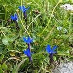 Gentiana bavarica habit picture by Jacques Zuber (cc-by-sa)