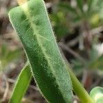 Euphorbia verrucosa leaf picture by Yoan MARTIN (cc-by-sa)