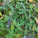 Lonicera caerulea habit picture by Jean-René Girardeau (cc-by-sa)