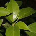 Dendropanax arboreus leaf picture by Nelson Zamora Villalobos (cc-by-nc)