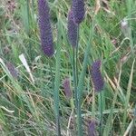 Phleum alpinum leaf picture by Franco Colnago (cc-by-sa)