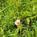 Pavonia hastata habit picture by Trap Hers (cc-by-sa)