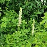 Digitalis lutea habit picture by Jacques Louvel (cc-by-sa)