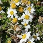 Anthemis secundiramea flower picture by Sergio costantini (cc-by-sa)