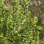 Lepidium austrinum leaf picture by Kendra RaiderNature (cc-by-sa)