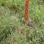 Orobanche laserpitii-sileris habit picture by Yoan MARTIN (cc-by-sa)