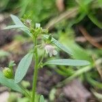 Chaenorhinum minus flower picture by Helmut Sattmann (cc-by-sa)