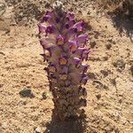 Cistanche violacea habit picture by Annick Peltier (cc-by-sa)