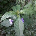 Ruellia strepens leaf picture by Natures Guy (cc-by-sa)