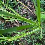 Carex lupulina leaf picture by David Cravens (cc-by-sa)