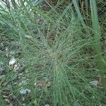 Equisetum telmateia leaf picture by Tristan Dufes (cc-by-sa)