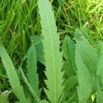 Leucanthemum vulgare leaf picture by Stijn Vranckx (cc-by-sa)