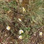 Helianthemum apenninum habit picture by Anna Lemée (cc-by-sa)