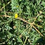 Tribulus terrestris flower picture by Anthony Raoux (cc-by-sa)