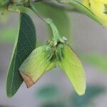 Stigmaphyllon ellipticum fruit picture by Nelson Zamora Villalobos (cc-by-nc)