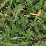 Achillea setacea leaf picture by Joseph Dupont (cc-by-sa)