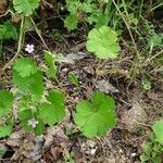 Geranium rotundifolium habit picture by Stéphane Bonhomme (cc-by-sa)