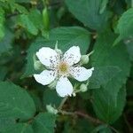 Rubus gratus flower picture by Laurie David (cc-by-sa)