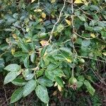 Rosa canina leaf picture by Catherine Mesnard (cc-by-sa)