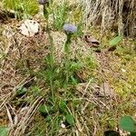 Globularia bisnagarica habit picture by Patrick Carteret (cc-by-sa)