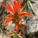 Castilleja pruinosa flower picture by Philippe Lopez (cc-by-sa)