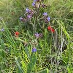 Anchusa strigosa habit picture by Rina Jeger (cc-by-sa)