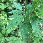 Anemone virginiana leaf picture by Ashley Foster (cc-by-sa)