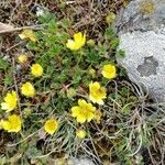 Potentilla crantzii habit picture by Patrick Pfeiffer (cc-by-sa)