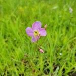 Rhexia mariana flower picture by Tiffany vogel (cc-by-sa)