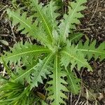 Sonchus acaulis leaf picture by aurore boreale (cc-by-sa)