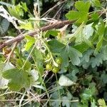 Ribes aureum habit picture by Sabina Hartmann (cc-by-sa)