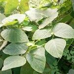 Mucuna pruriens leaf picture by Sharath Kathare (cc-by-sa)