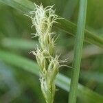 Carex pairae fruit picture by Yoan MARTIN (cc-by-sa)