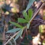 Cissus palmata leaf picture by Trap Hers (cc-by-sa)