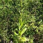 Centaurea melitensis habit picture by Catherine Bouvard (cc-by-sa)