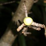 Jatropha stevensii fruit picture by Nelson Zamora Villalobos (cc-by-nc)