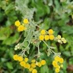 Tanacetum balsamita flower picture by Sylvie Pommeau (cc-by-sa)