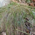 Carex alba habit picture by Yoan MARTIN (cc-by-sa)