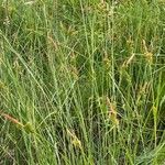 Carex mairei habit picture by F. Manzano (cc-by-sa)