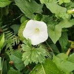 Calystegia silvatica flower picture by andréa va (cc-by-sa)