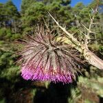 Cirsium jorullense flower picture by Fabien Anthelme (cc-by-sa)