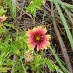 Gaillardia pulchella flower picture by Brendan Brendan (cc-by-sa)